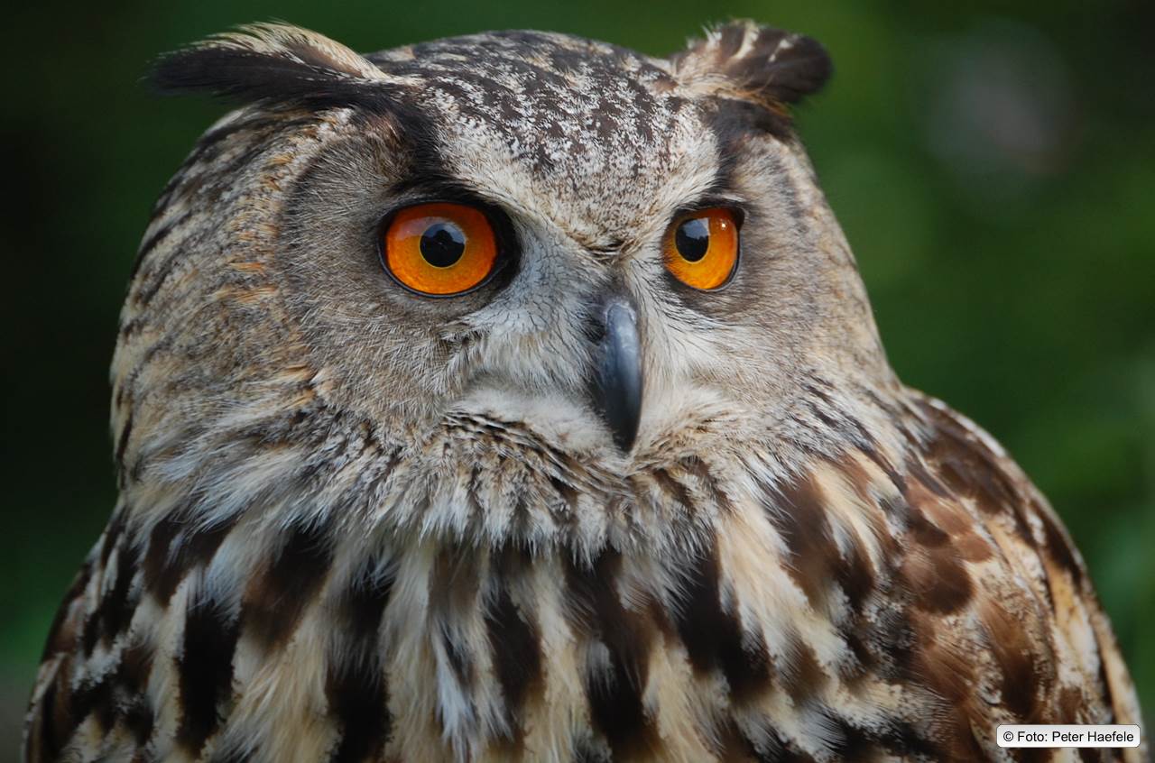 Europäischer Uhu (Bubo bubo)