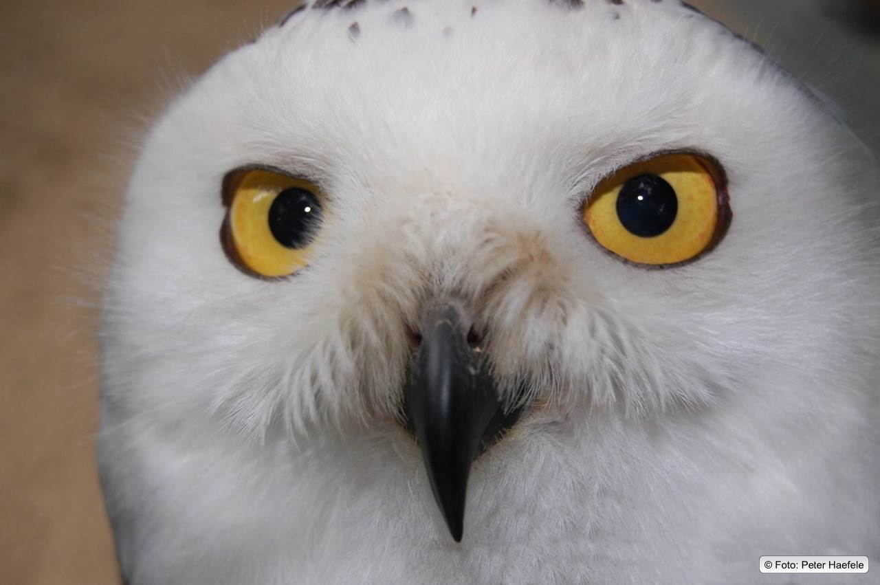 Schneeeule (Bubo scandiacus)