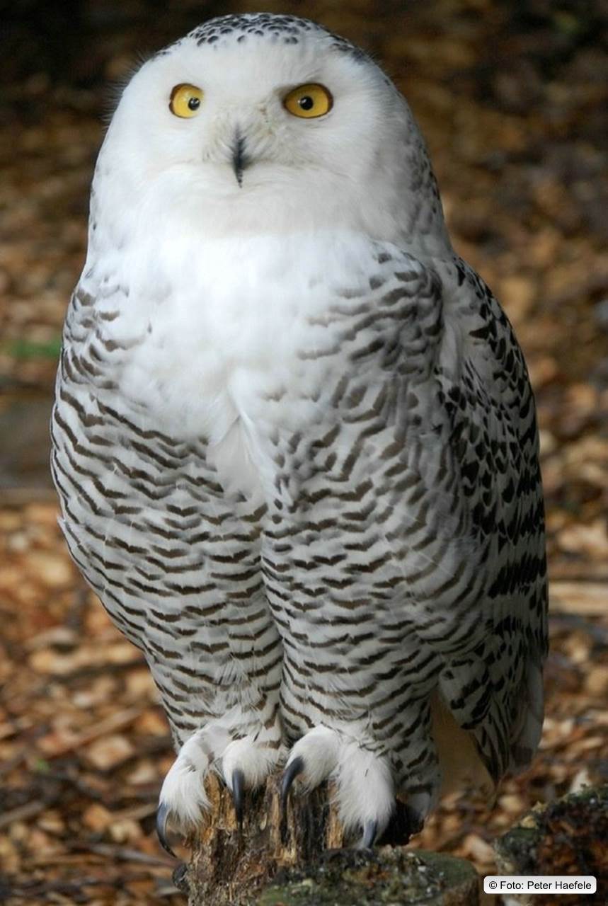 Schneeule Schneeule