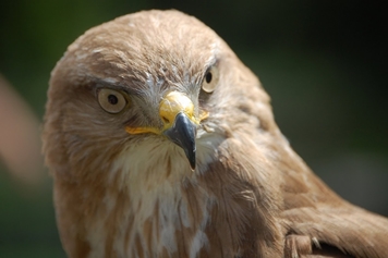 Mäusebussard (Buteo buteo)