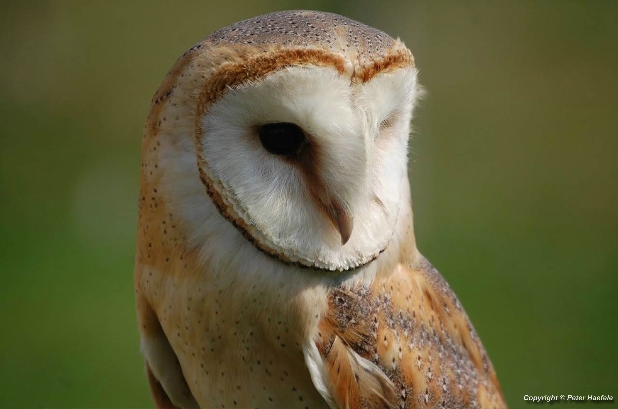 Schleiereule (Tyto alba)