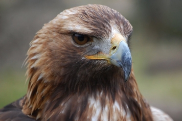 Steinadler (Aquila chrysaetos)