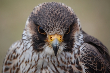 Wanderfalke (Falco peregrinus)