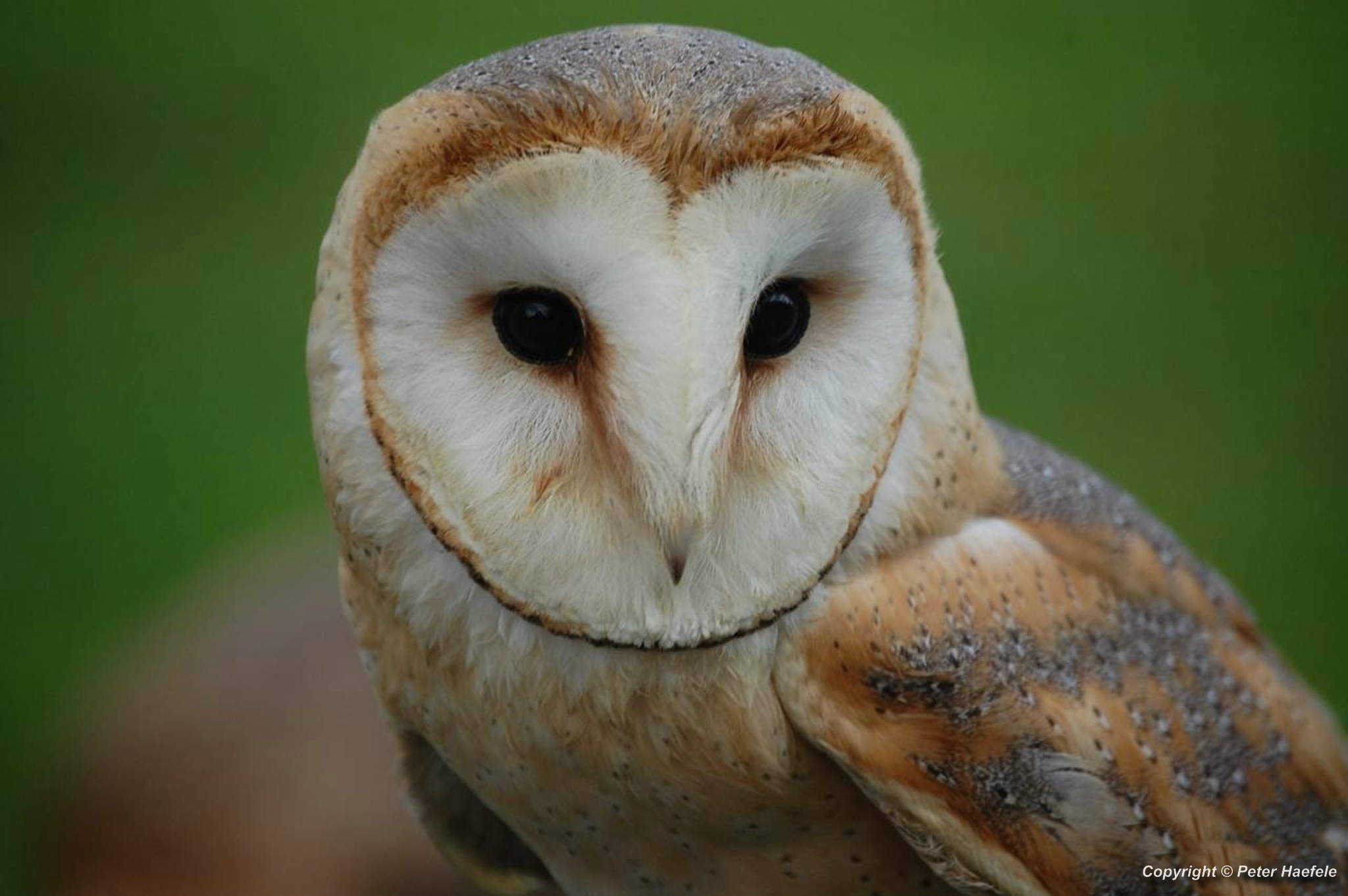 Schleiereule, Tyto alba, Barn owl, Chouette effraie, Kerkuil, Обыкновенная сипуха, © Peter Haefele