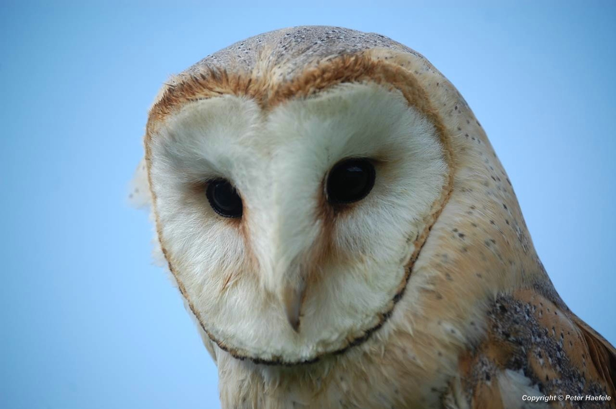 Schleiereule, Tyto alba, Barn owl, Chouette effraie, Kerkuil, Обыкновенная сипуха, © Peter Haefele