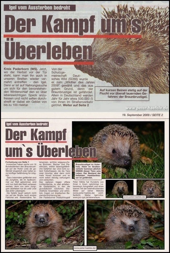 Braunbrustigel