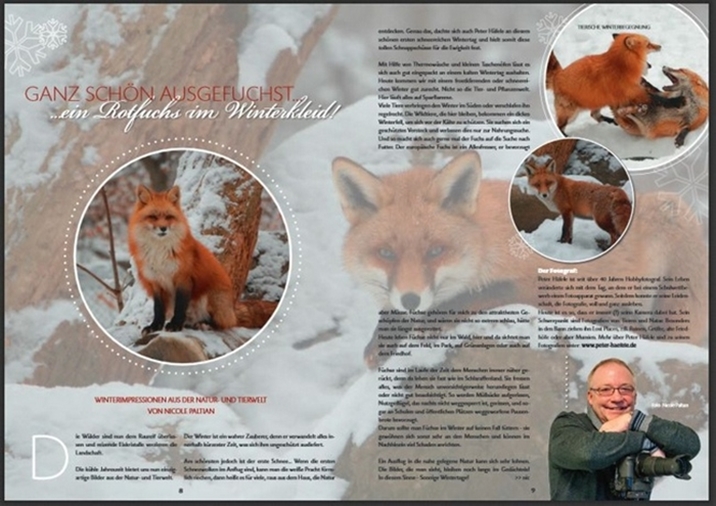Hochglanz_Paderborn, Ausgabe_Januar_2015, Tier-und-Naturfotografie, Rotfuchs