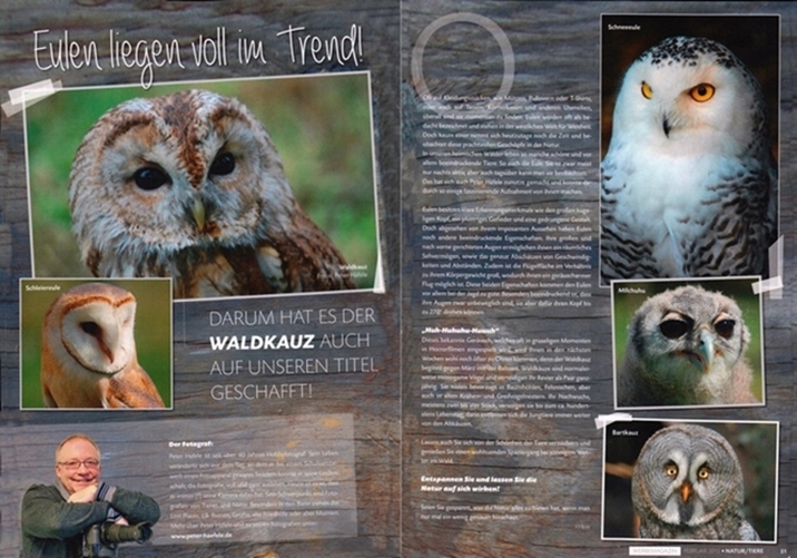 Tier-und-Naturfotografie, Waldkauz