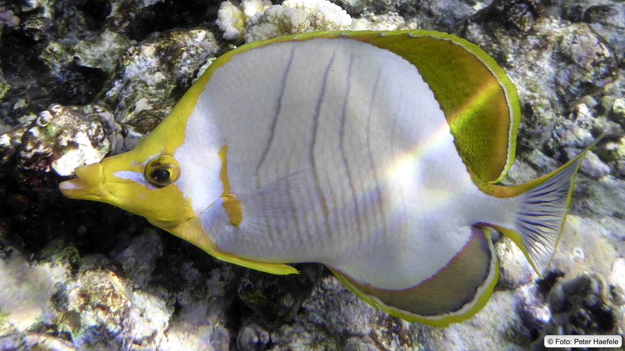 Gelbkopf-Falterfisch, Yellowhead butterflyfish, Maldives