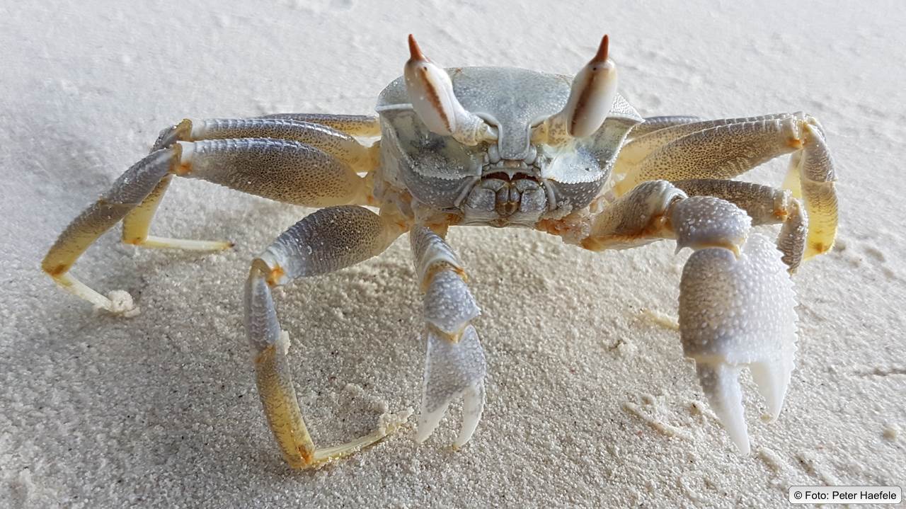Geisterkrabbe, Ghost crab, Royal Island, Maldives