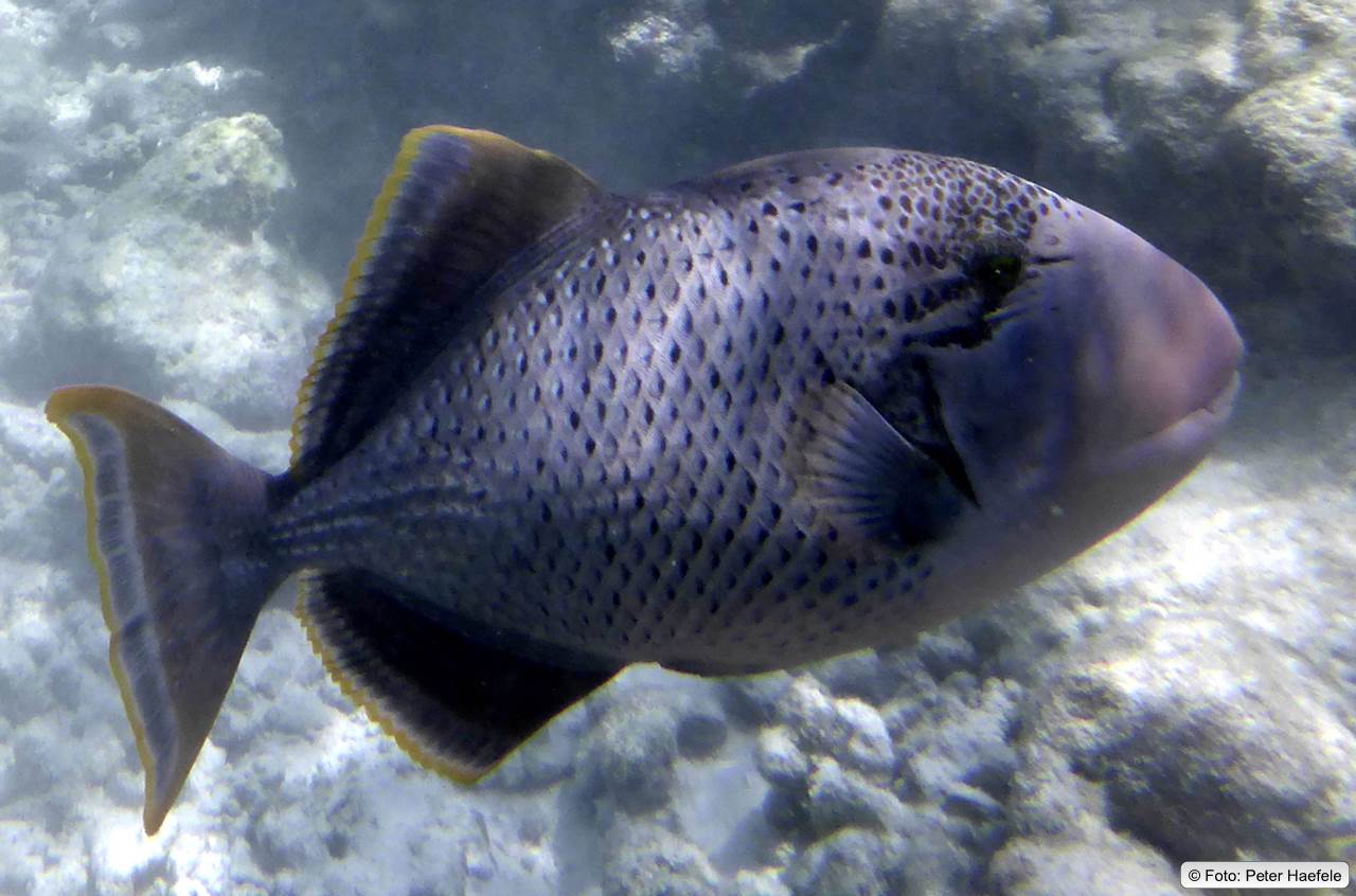 Gelbsaum-Drückerfisch, Yellowmargin triggerfish, Royal Island, Maldives