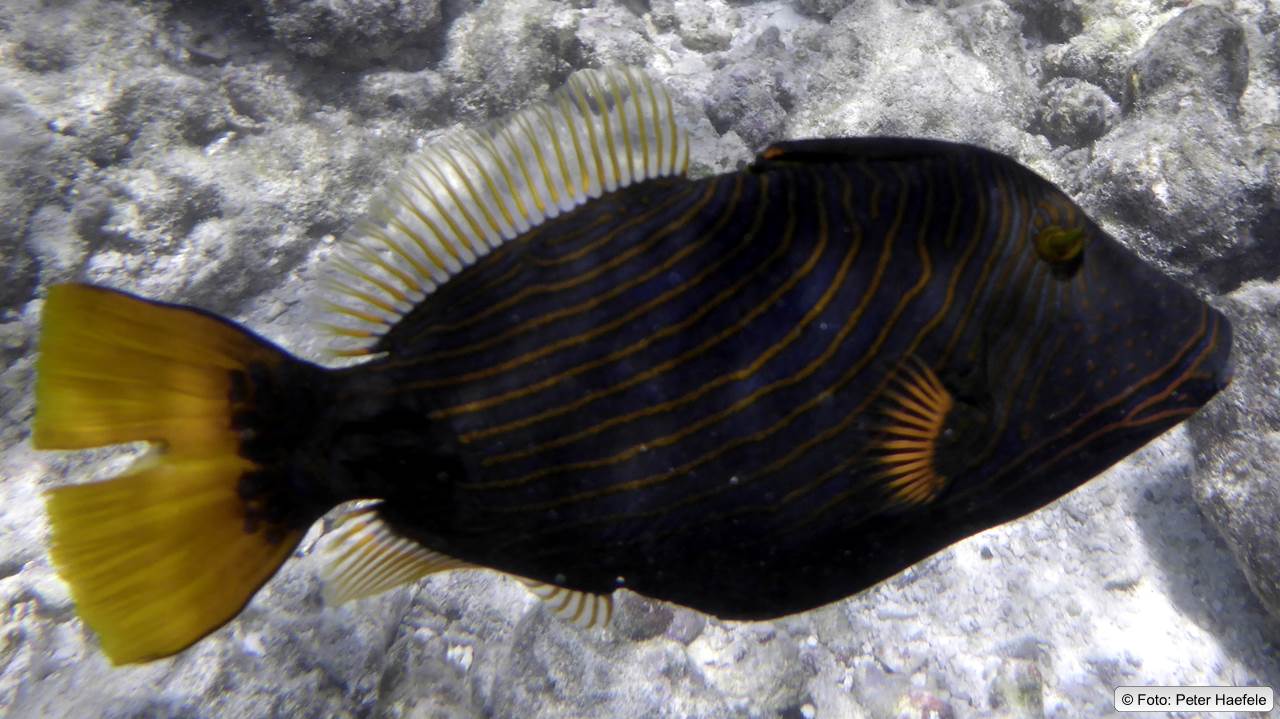 Orangestreifen-Drückerfisch, Orange-lined triggerfish, Royal Island, Maldives