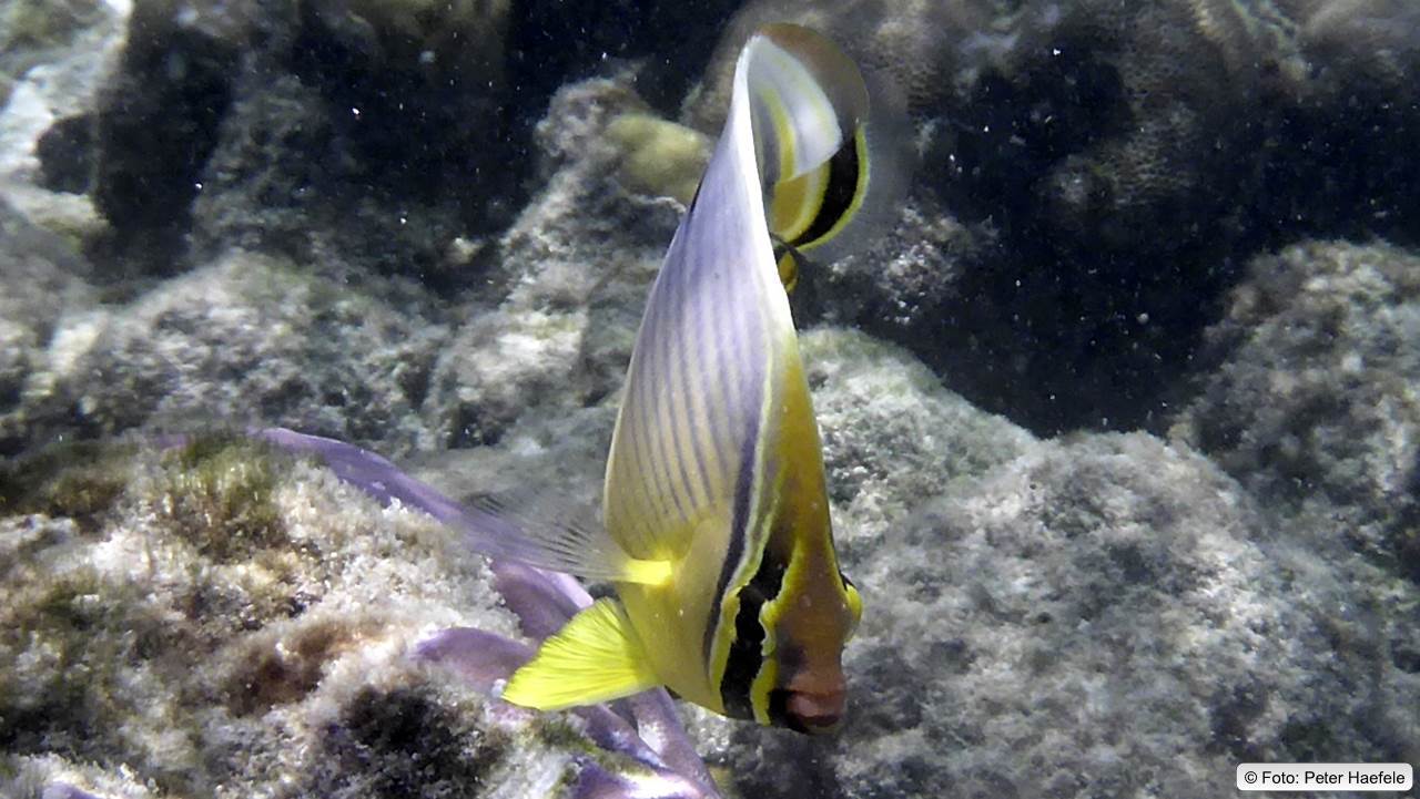 Indischer Rippen-Falterfisch, Oval butterflyfish, Royal Island, Maldives