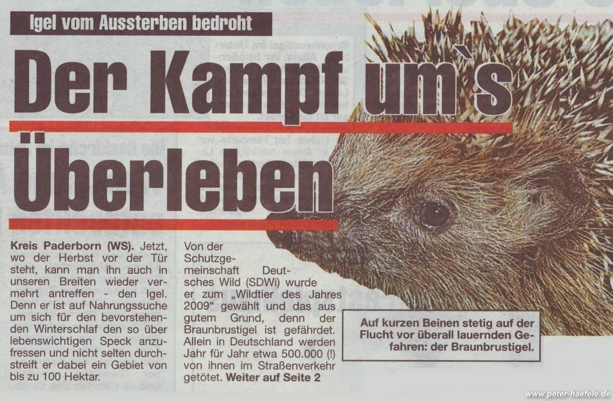 Braunbrustigel (Erinaceus europaeus) - Wochenspiegel Paderborn - © Peter Haefele Fotografie 