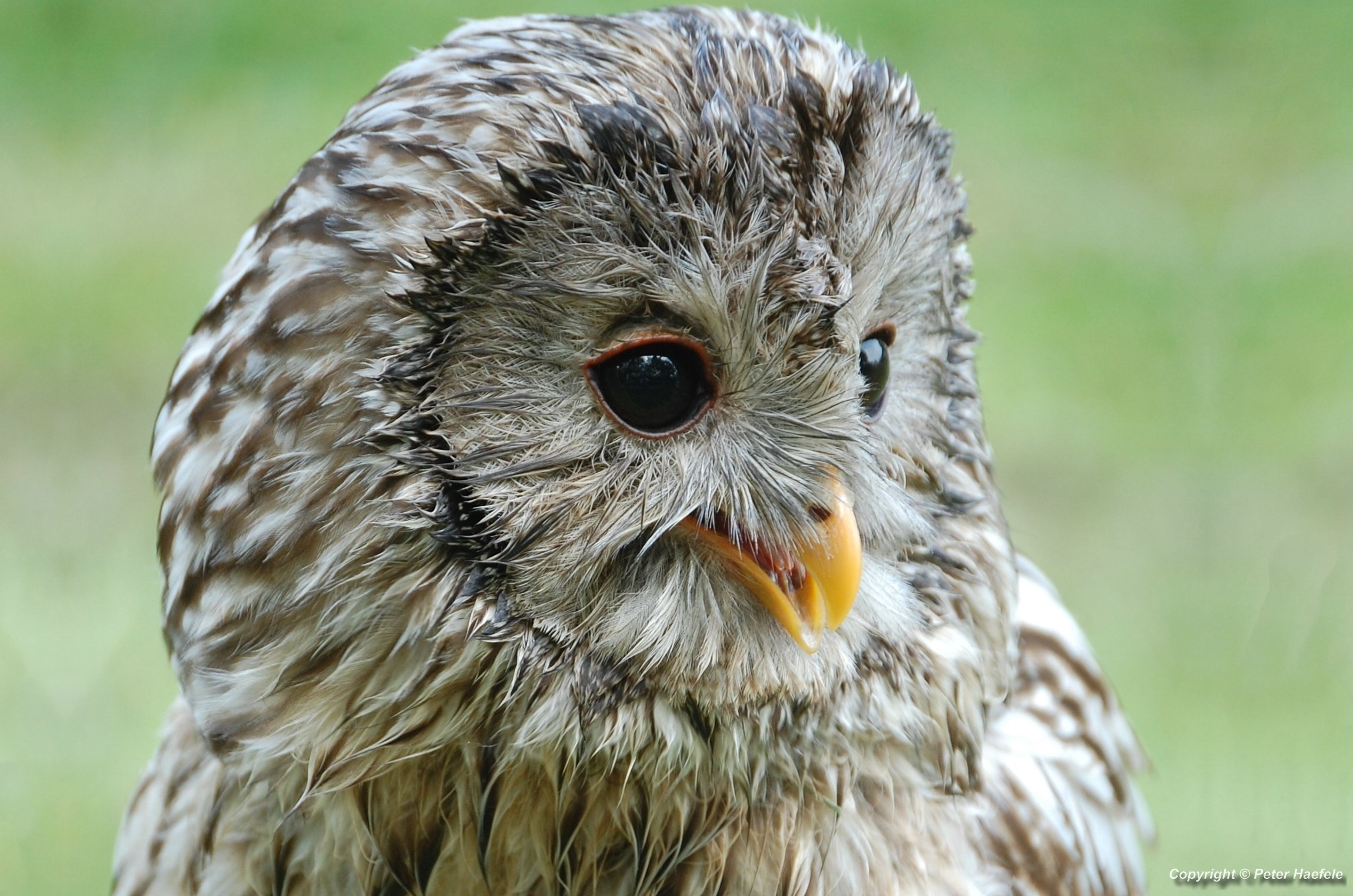 Habichtskauz oder Uralkauz (Strix uralensis)