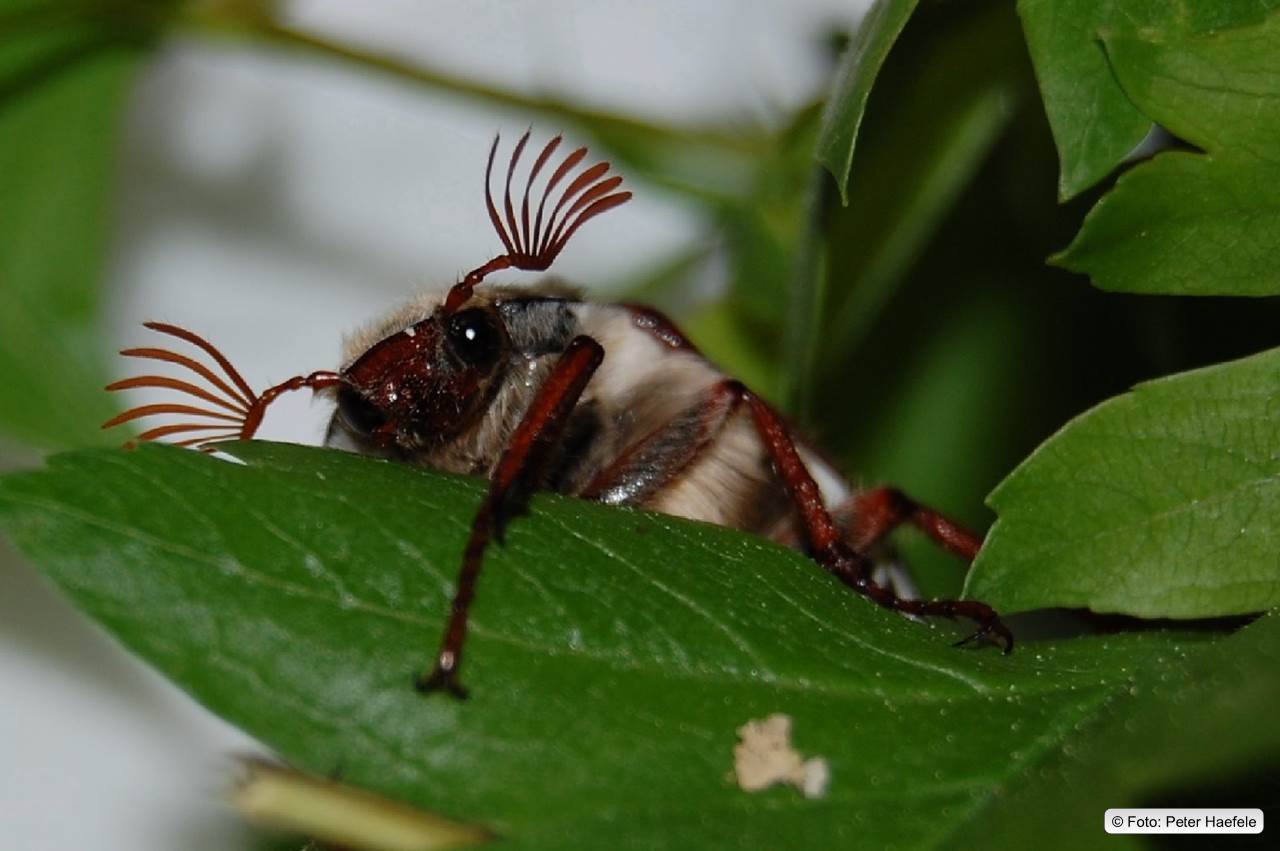 Maikäfer (Melolontha)