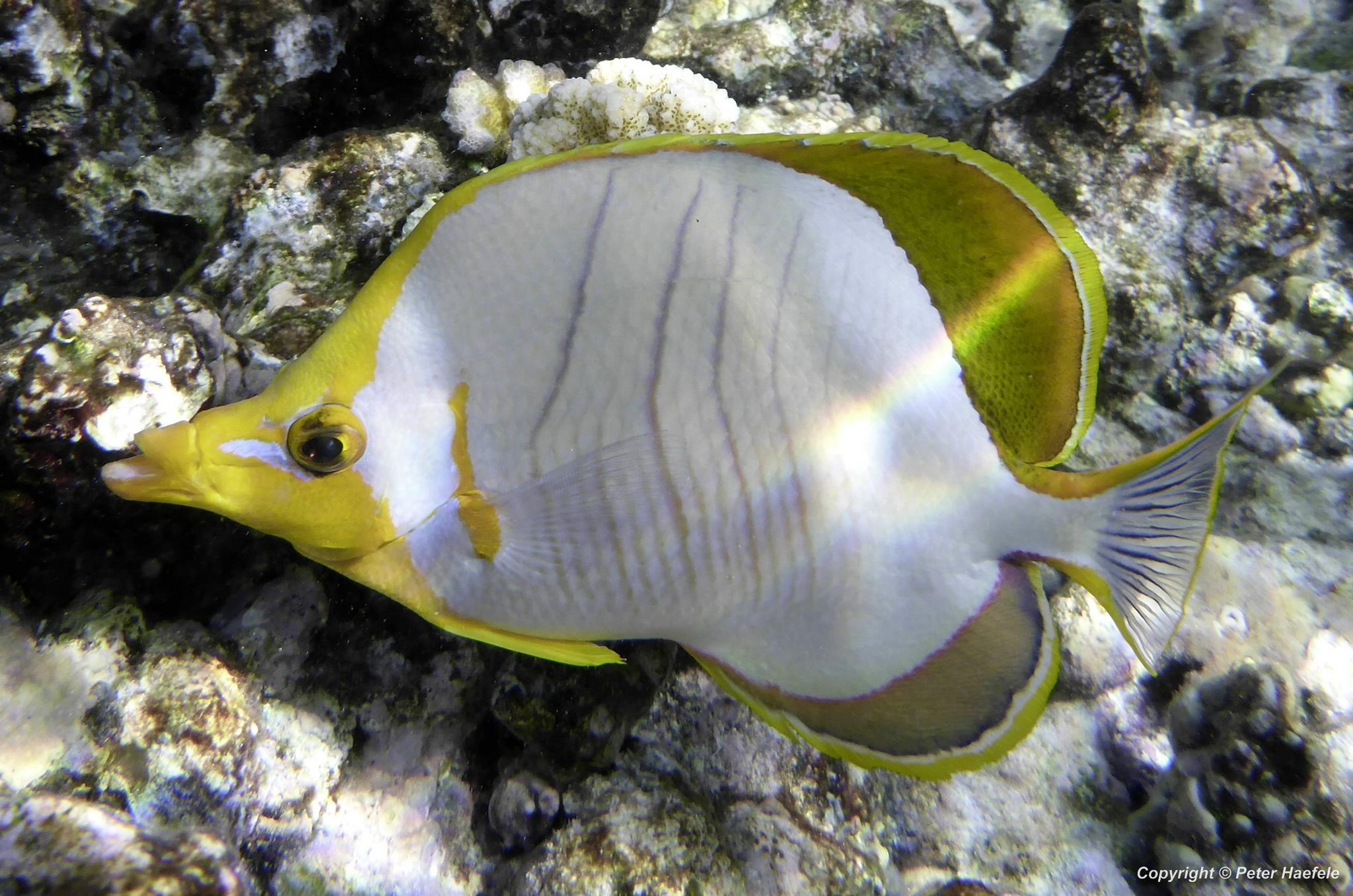 Gelbkopf Falterfisch, Sued Ari-Atoll Malediven