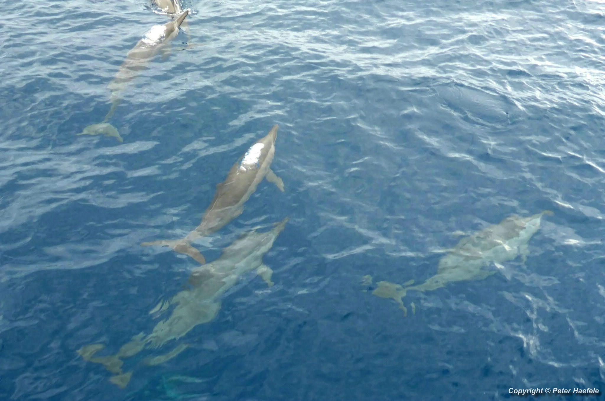 Delfine zwischen den Inseln Nalaguraidhoo und Maamigili im Sued Ari-Atoll, Malediven