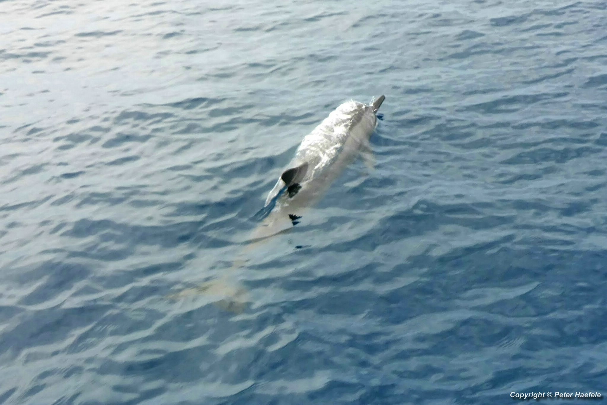 Delfin im Sued Ari-Atoll, Malediven