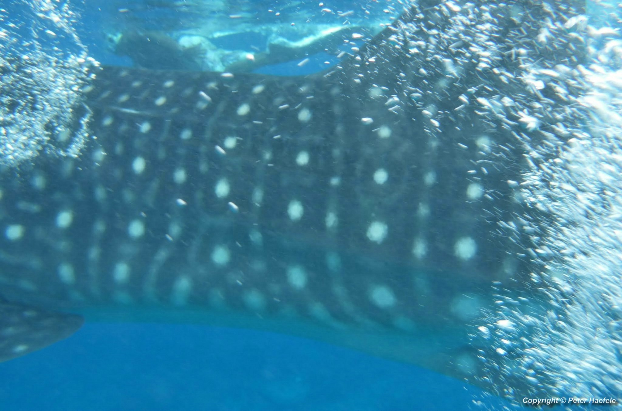 Swim with Whale Shark South Ari-Atoll Maldives
