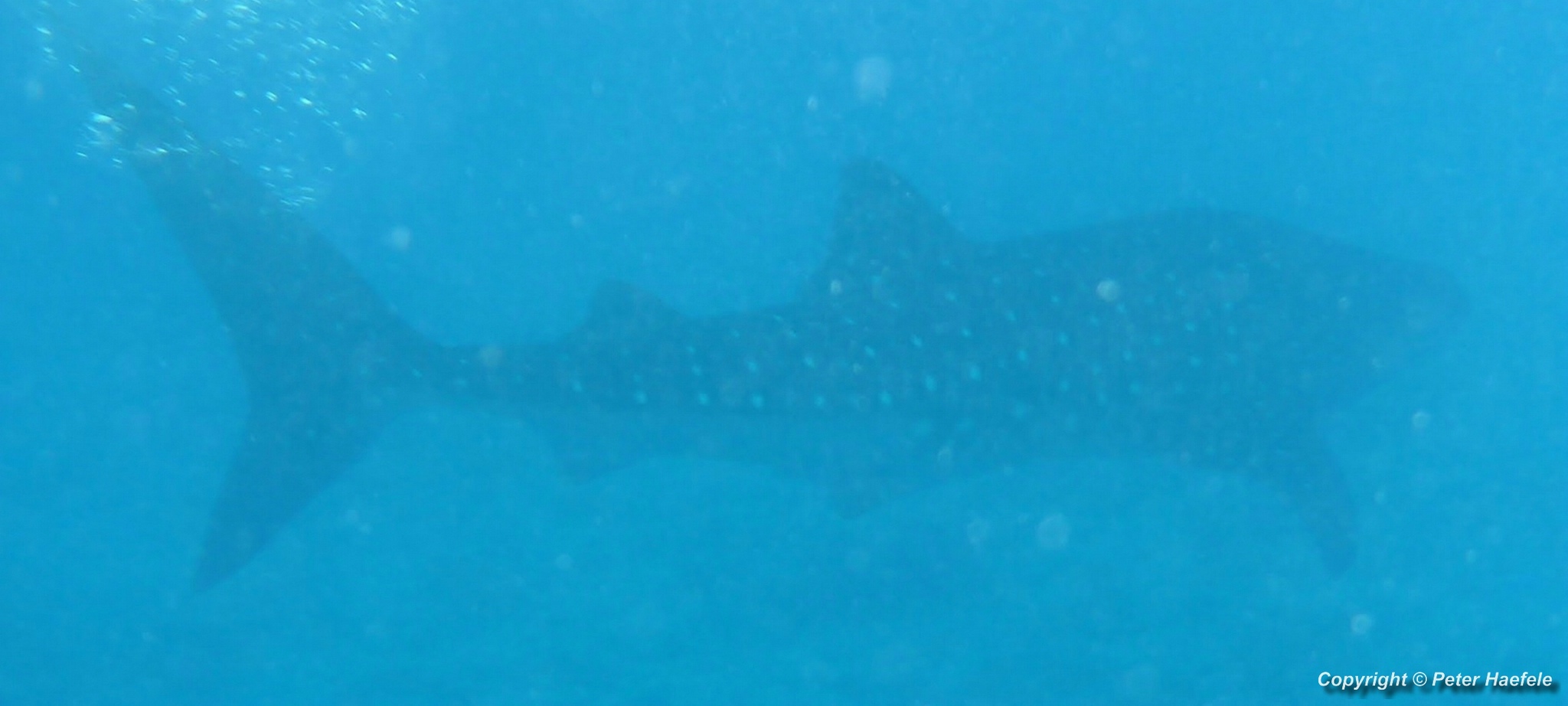 Silhouette eines Walhais im Sued Ari-Atoll auf den Malediven