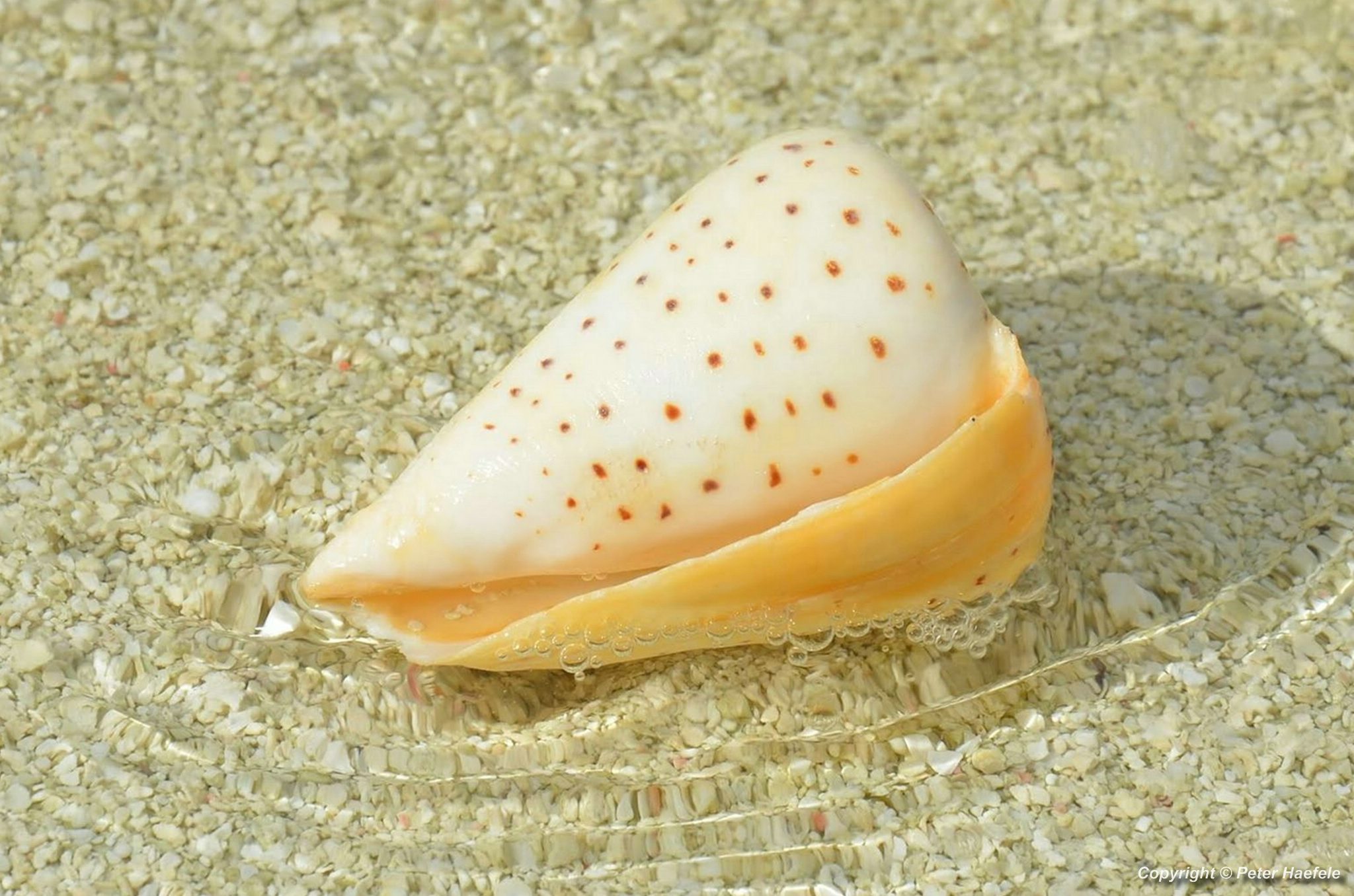 Elfenbein Kegelschnecke (Conus eburneus) Cone snail - Nalaguraidhoo - Sun Island - Maledives