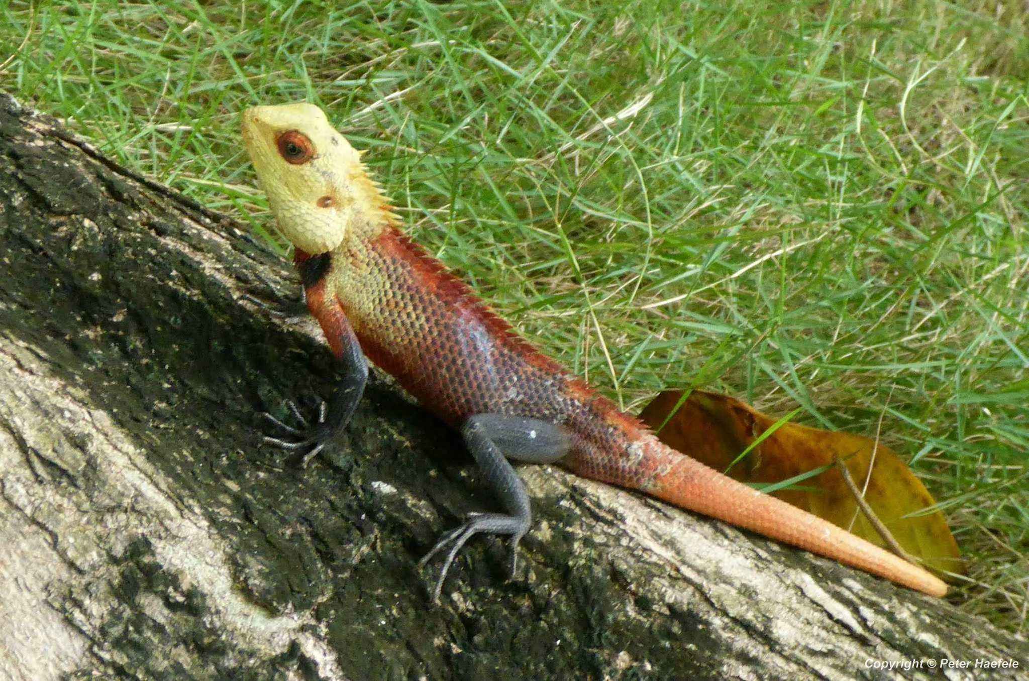 Blutsaugeragame (Calotes versicolor) Oriental garden lizard - Sun Island - Malediven