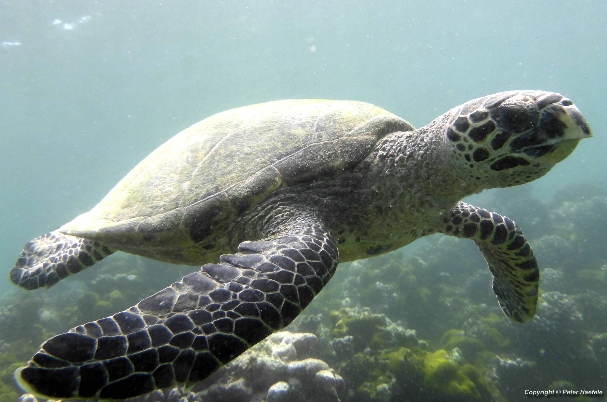 Karettschildkroete -Sea-Turtle-Nalaguraidhoo - Sun Island - Ari-Atoll - Malediven