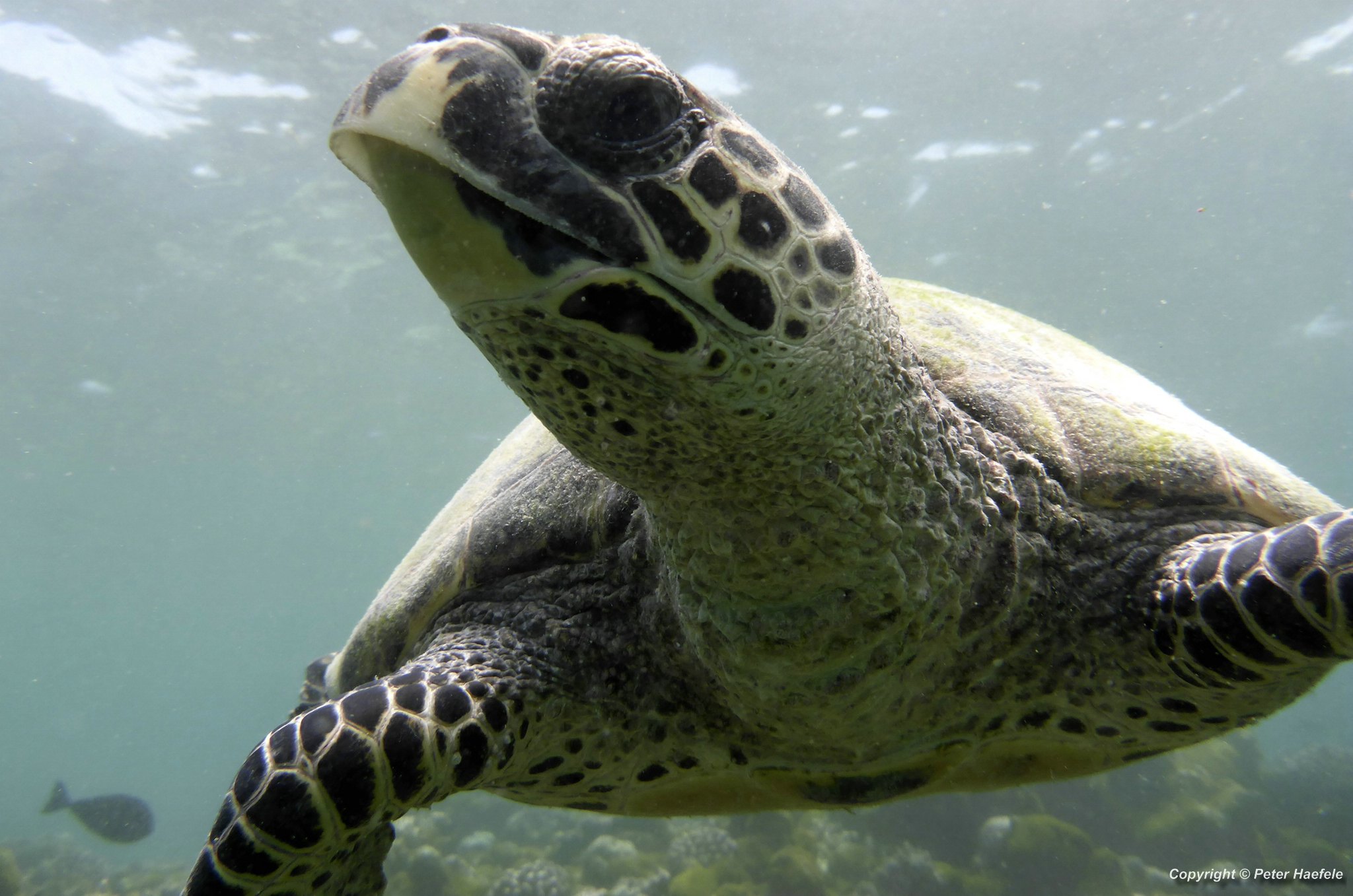 Karettschildkroete -Sea-Turtle-Nalaguraidhoo - Sun Island - Ari-Atoll - Malediven
