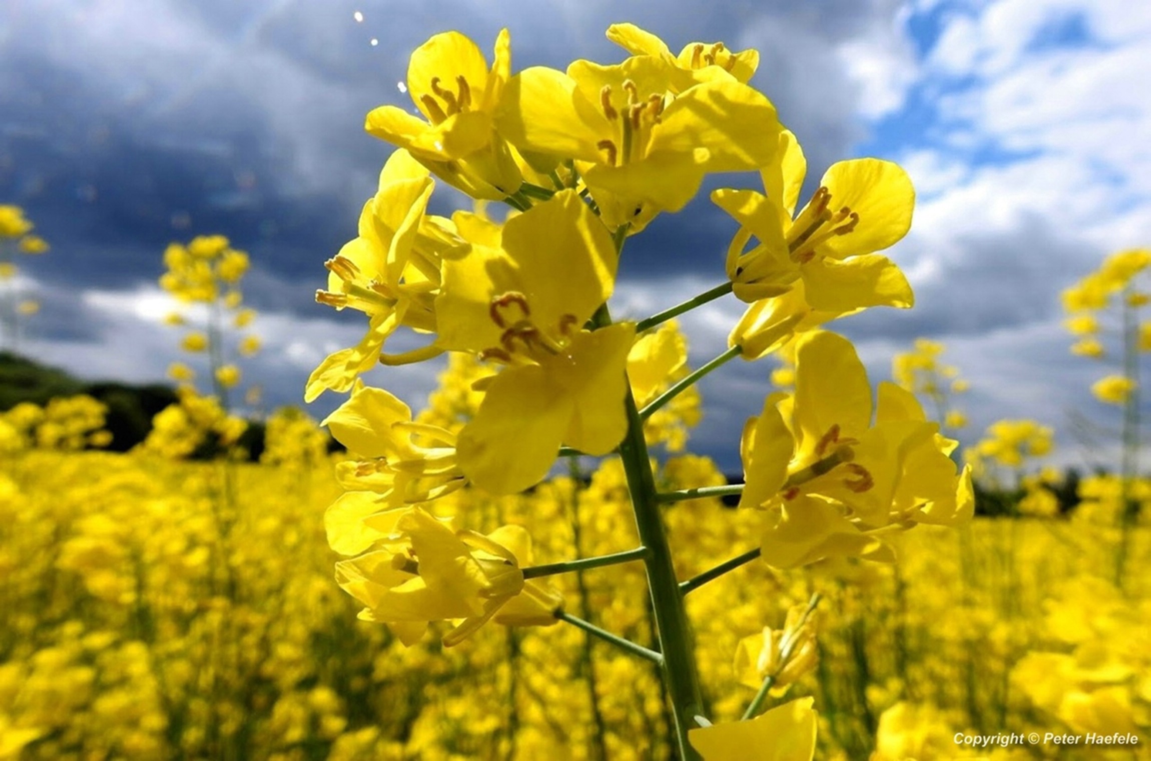 Rapsbluete, Fruehling, Ostwestfalen Lippe