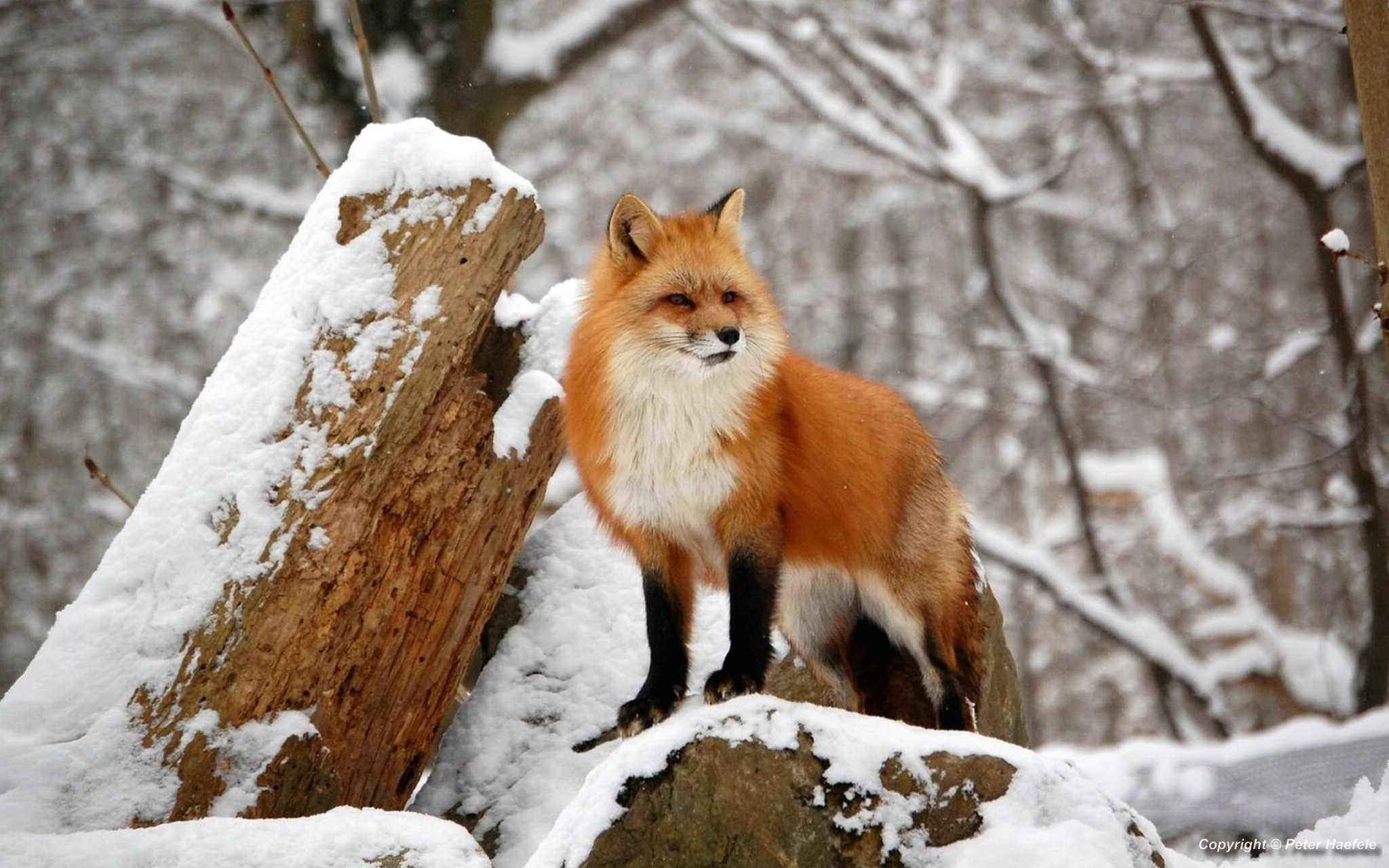 Rotfuchs im Schnee